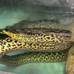 just anutha conda (trying to get out of the tank to meet me)