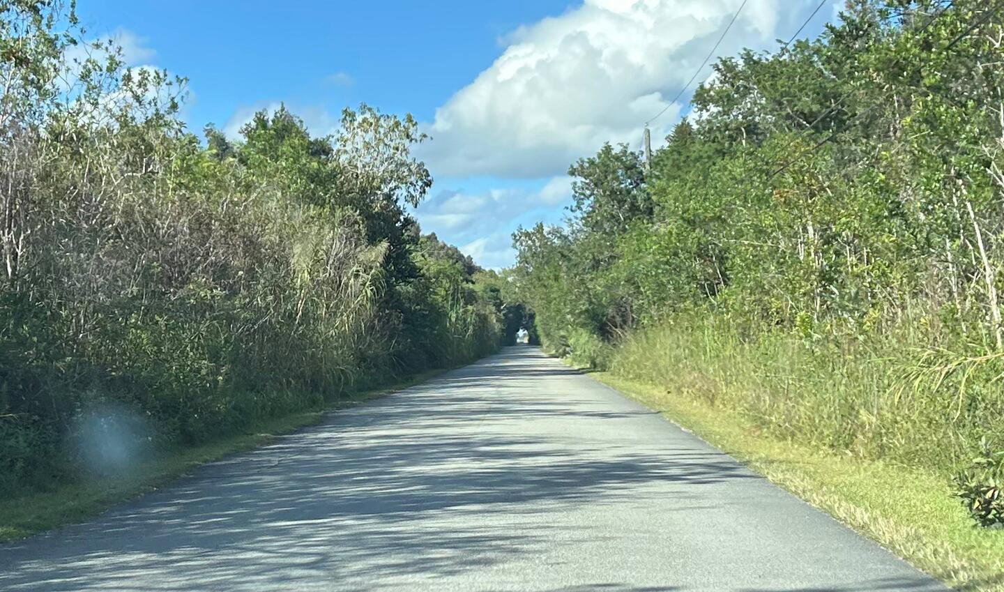 The road to the Alligator Farm. Market gardens and sugar cane where the Everglades used to be.
