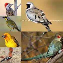 A sample of the birds I saw today