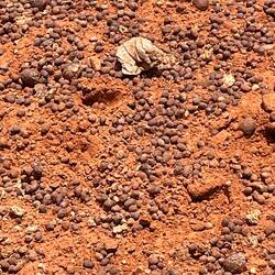 A territory marking pile by a male Springbok