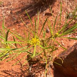 Lots of tiny flowers along the way