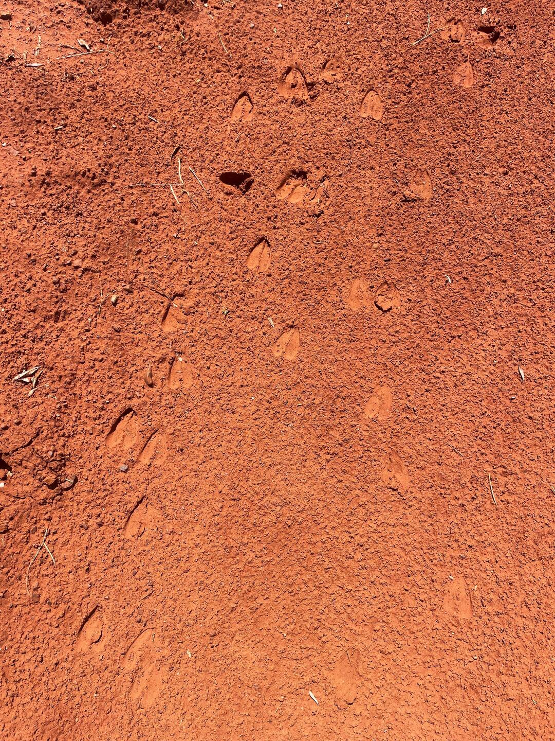 Spoor of a very small buck, possibly Duiker