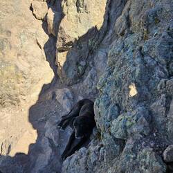 Überall begleitet vode Bärghünd