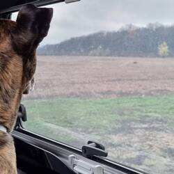 Sehe ich da einen Hund?!