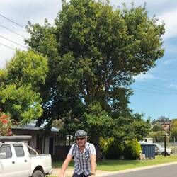 Vanwege de elektrodraden worden bomen vreemd gesnoeid. Bomenmishandeling