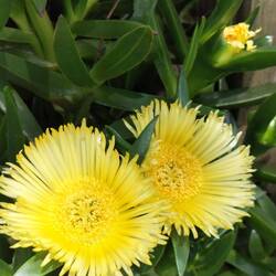 Carpobrotus