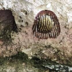 Heeeel veel bijen in de muren