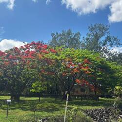 .. den Namen dieser Bäume ?