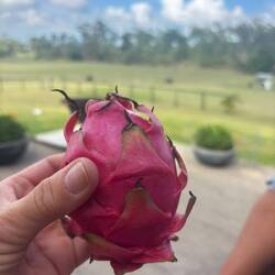 Drachenfrucht aus dem Garten