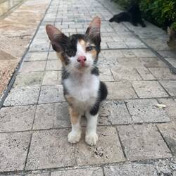 Süsses, kleines Kitty 🐈‍⬛ 🥰