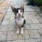 Süsses, kleines Kitty 🐈‍⬛ 🥰