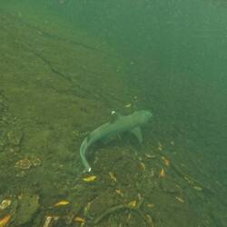 White tip Reef shark