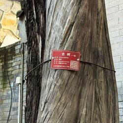 Alle Zedern sind mit "Stammbaum" versehen. Rot: Böume sind älter als 300 Jahre!