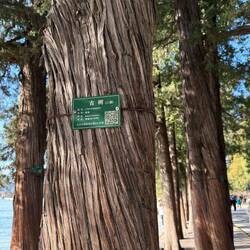 Die grünen "Stammbäume" stehen für: 120 - 300 Jahre alt. Es steht das Alter und die Dynastie drauf.