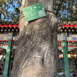 Und wieder gilt: Die Natur mal die schönsten Bilder. Zeder, mind. 120 Jahre alt (grüne Plakette)