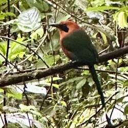 Zimtbrust Motmot