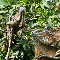 Luch neben Leguanen im selben Baum wie 2009