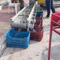 ..die schwarzen Oliven sind nun reif🫒