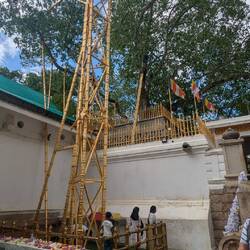 Bohdi Baum wird mit goldenen Stangen gestützt ca 2000 Jahre alt