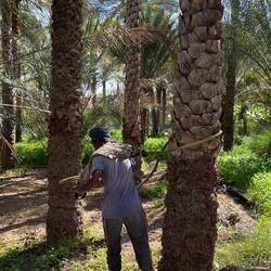 Palmenklettern- so geht's !