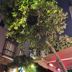This orange tree was just above my table
