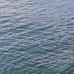 There were a few people fishing today, each with these ridiculously long poles!