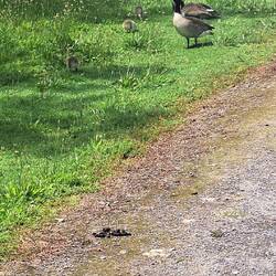 Gotta love Spring...and baby wildlife!