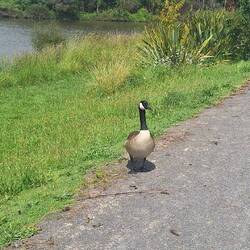 Love these birds!!