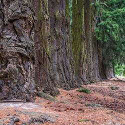 The grumpy tree!