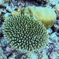 Steinkoralle Acropora millepora, hinten Porites-Koralle, sie können mehrere 100 Jahre alt werden