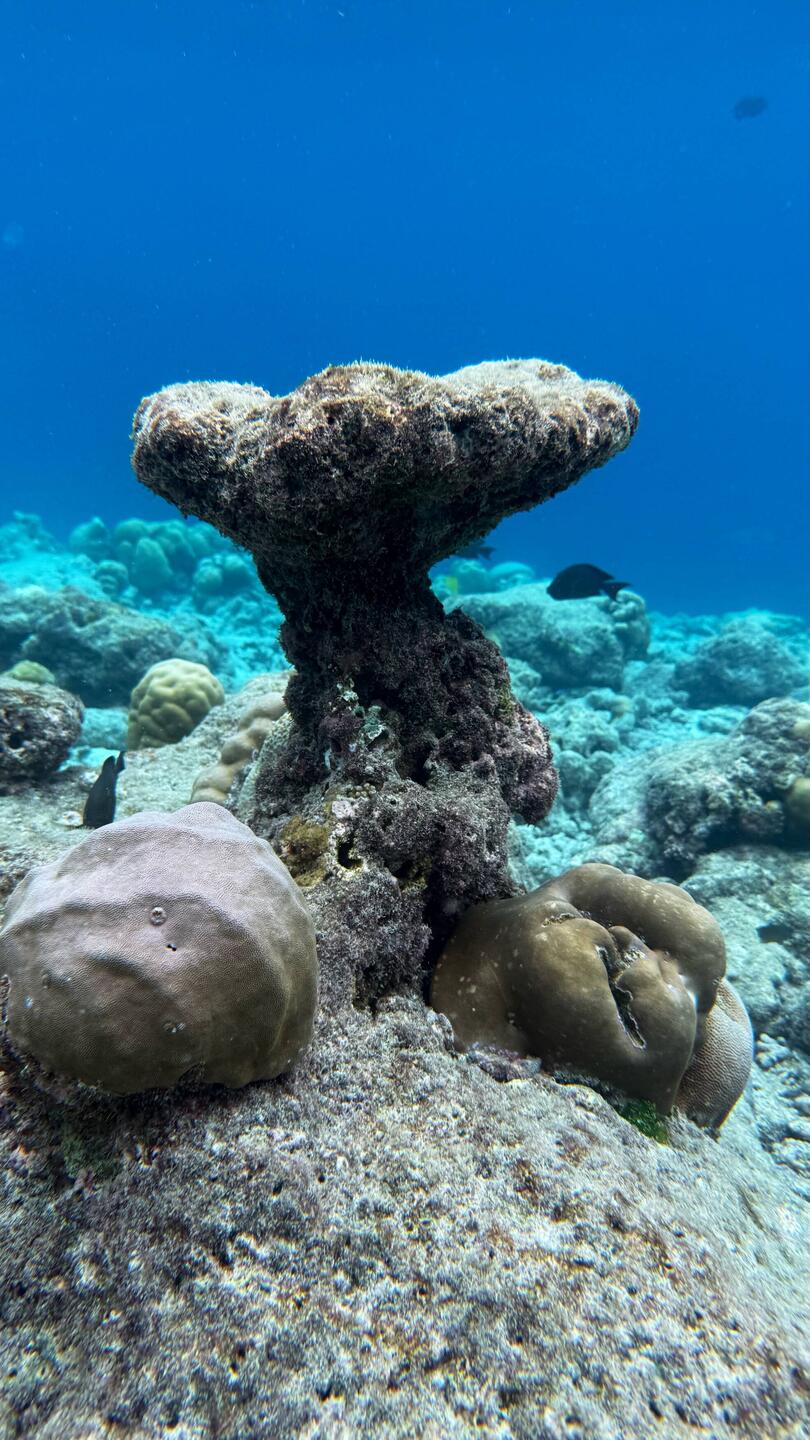 Unter Wasser ist der Himmel blau 🫣