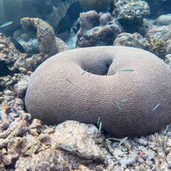 Große Rillenhirnkoralle