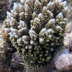 Blumenkohlkoralle