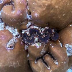 Riesenmuschel, die blaue Farbe kommt von symbiotischen Algen