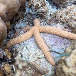 Kometenseestern: Die Farbe variiert und kann Gelb, Braun, mattes Rot, Grün, selten Blau sein