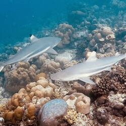 Schwarzspitzenriffhai