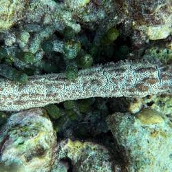 Schwarzgepunktete Seegurke