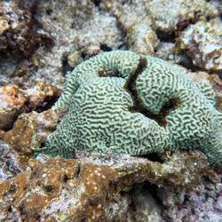 Boulder-Hirnkoralle (Colpophyllia natans), sie können bis zu 2 m Durchmesser erreichen.