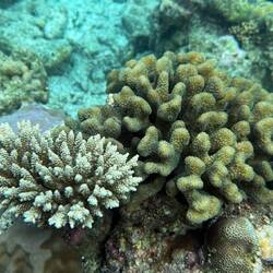 Blumenkohlkorallen