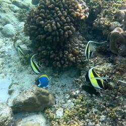 Halfterfische und Kleine Riesenmuschel