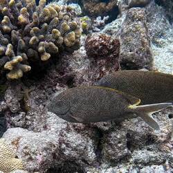 Gepunktete Kaninchenfische