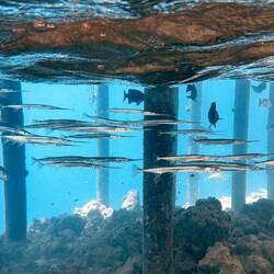 Hornhechte, schwimmen knapp unter der Wasseroberfläche