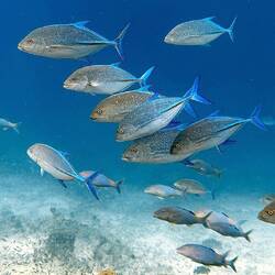 Blauflossen-Makrelen