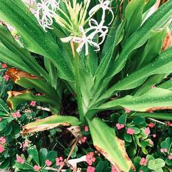 Asiatische Hakenlilie, auch Spinnenlilie. Darunter: Christusdorn