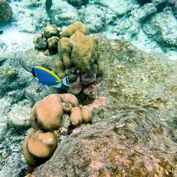 Weißkehldocktorfisch und Blaupunkt Papageienfisch