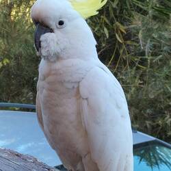 Sulphur Crested Cockatoe