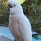 Sulphur Crested Cockatoe