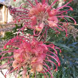 Banks' Grevillea