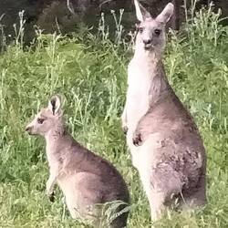 's Avonds komen ze uit het bos gras eten