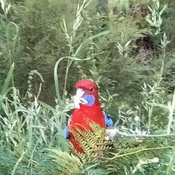 Major Mitchell, papegaai soort